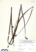 藏品(書帶蕨)的圖片